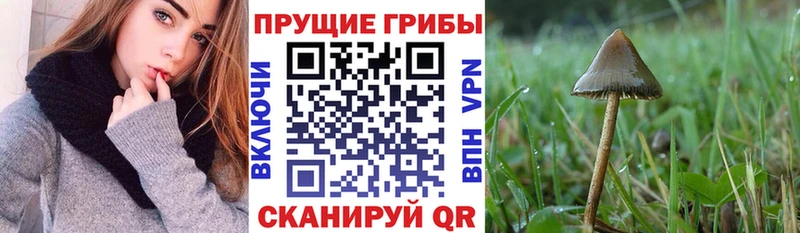 Купить  Янаул  Псилоцибиновые грибы ЛСД 